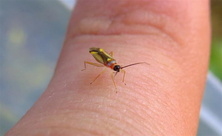 Miridae: Campyloneura virgula